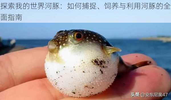 探索我的世界河豚:如何捕捉、饲养与利用河豚的全面指南
