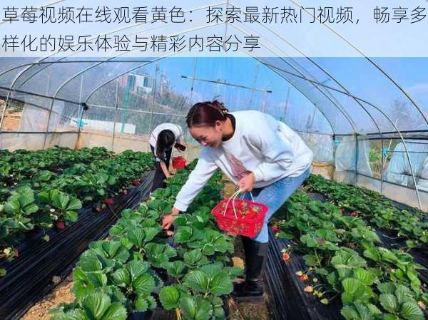 草莓视频在线观看黄色:探索最新热门视频,畅享多样化的娱乐体验与精彩内容分享