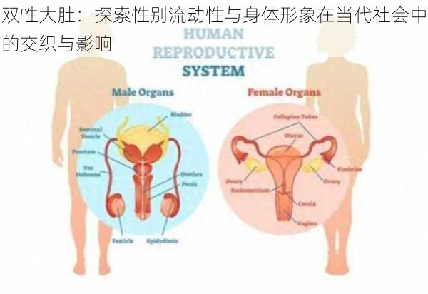 双性大肚:探索性别流动性与身体形象在当代社会中的交织与影响