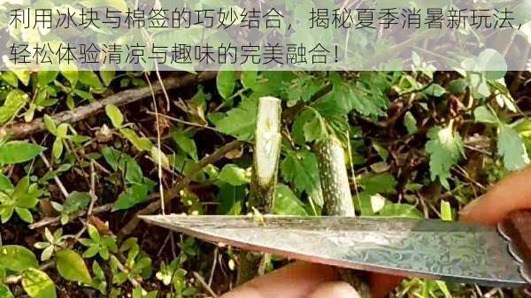 利用冰块与棉签的巧妙结合,揭秘夏季消暑新玩法,轻松体验清凉与趣味的完美融合!