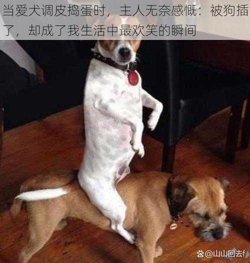 当爱犬调皮捣蛋时,主人无奈感慨:被狗插了,却成了我生活中最欢笑的瞬间