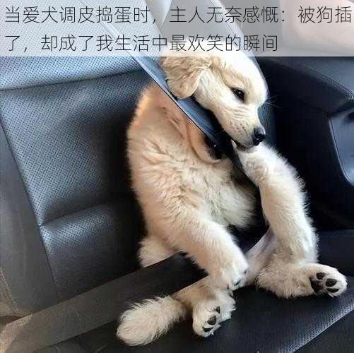 当爱犬调皮捣蛋时,主人无奈感慨:被狗插了,却成了我生活中最欢笑的瞬间