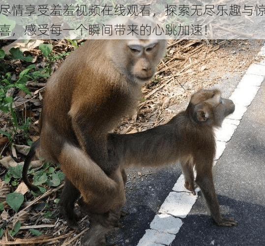 尽情享受羞羞视频在线观看,探索无尽乐趣与惊喜,感受每一个瞬间带来的心跳加速!