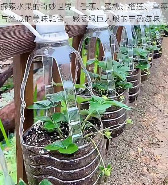 探索水果的奇妙世界：香蕉、蜜桃、榴莲、草莓与丝瓜的美味融合，感受绿巨人般的丰盈滋味