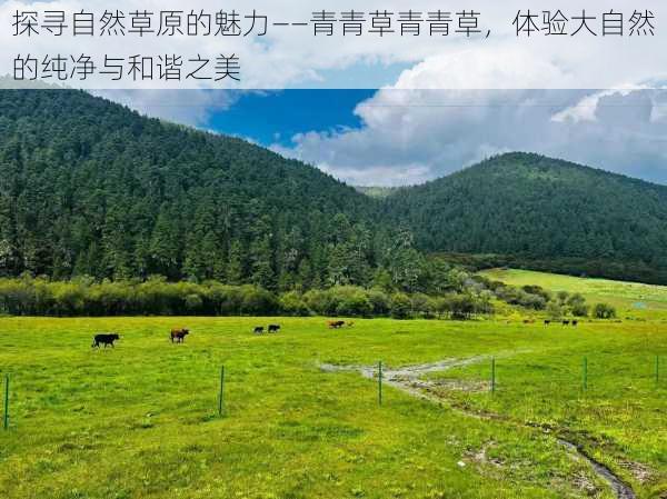 探寻自然草原的魅力——青青草青青草,体验大自然的纯净与和谐之美
