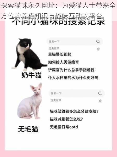 探索猫咪永久网址:为爱猫人士带来全方位的养猫知识与趣味互动的平台