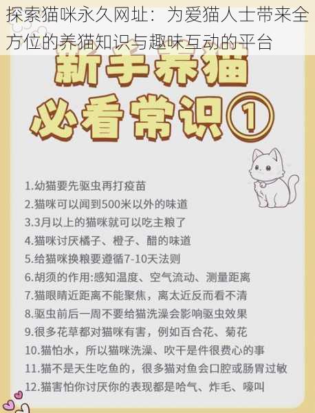 探索猫咪永久网址:为爱猫人士带来全方位的养猫知识与趣味互动的平台