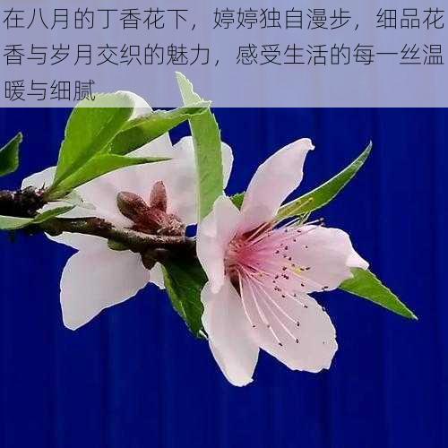 在八月的丁香花下，婷婷独自漫步，细品花香与岁月交织的魅力，感受生活的每一丝温暖与细腻
