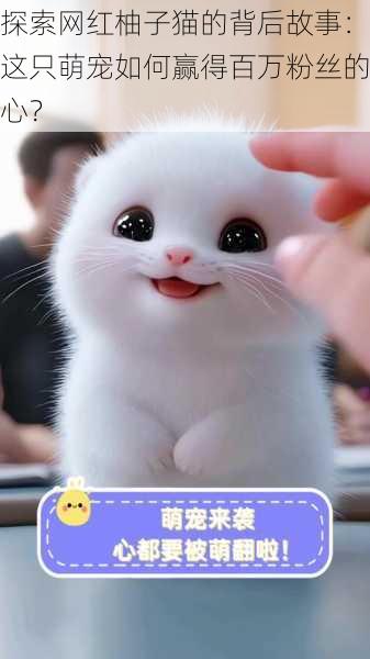 探索网红柚子猫的背后故事:这只萌宠如何赢得百万粉丝的心?