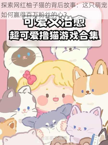 探索网红柚子猫的背后故事:这只萌宠如何赢得百万粉丝的心?