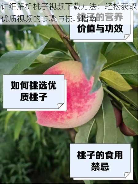 详细解析桃子视频下载方法:轻松获取优质视频的步骤与技巧指南