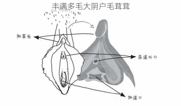 丰满多毛大阴户毛茸茸