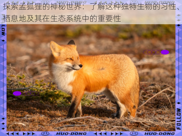 探索孟狐狸的神秘世界:了解这种独特生物的习性、栖息地及其在生态系统中的重要性