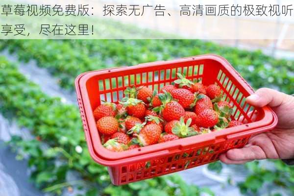 草莓视频免费版：探索无广告、高清画质的极致视听享受，尽在这里！