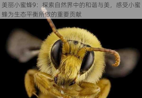 美丽小蜜蜂9:探索自然界中的和谐与美,感受小蜜蜂为生态平衡所做的重要贡献