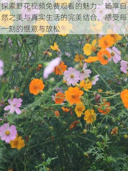 探索野花视频免费观看的魅力：畅享自然之美与真实生活的完美结合，感受每一刻的惬意与放松