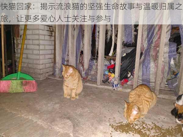 快猫回家:揭示流浪猫的坚强生命故事与温暖归属之旅,让更多爱心人士关注与参与