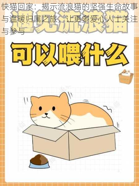 快猫回家:揭示流浪猫的坚强生命故事与温暖归属之旅,让更多爱心人士关注与参与