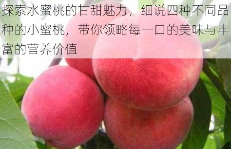 探索水蜜桃的甘甜魅力,细说四种不同品种的小蜜桃,带你领略每一口的美味与丰富的营养价值