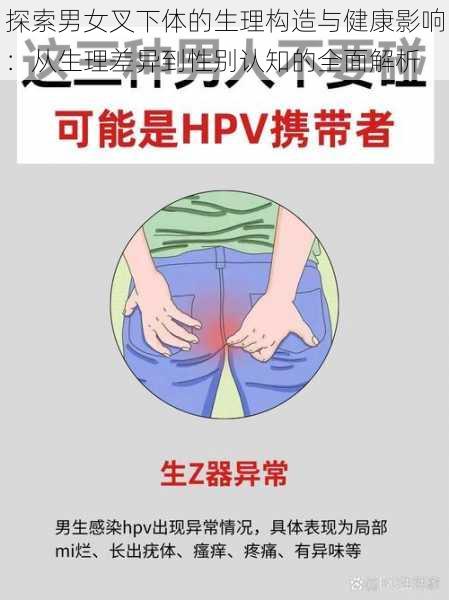 探索男女叉下体的生理构造与健康影响：从生理差异到性别认知的全面解析