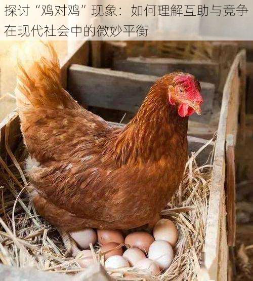 探讨“鸡对鸡”现象:如何理解互助与竞争在现代社会中的微妙平衡