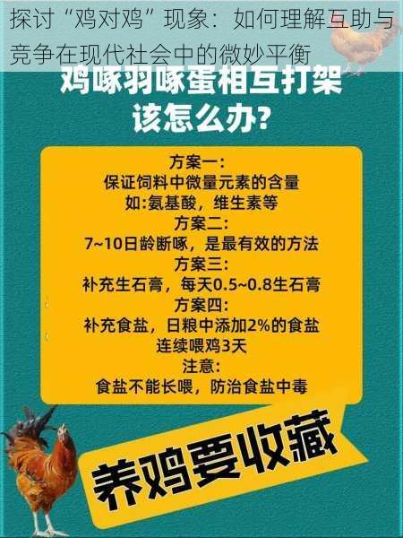 探讨“鸡对鸡”现象：如何理解互助与竞争在现代社会中的微妙平衡