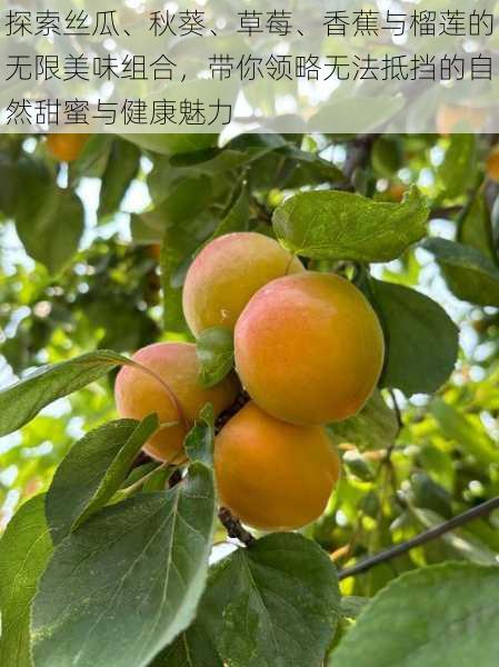 探索丝瓜、秋葵、草莓、香蕉与榴莲的无限美味组合，带你领略无法抵挡的自然甜蜜与健康魅力