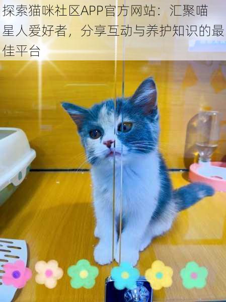 探索猫咪社区APP官方网站:汇聚喵星人爱好者,分享互动与养护知识的最佳平台