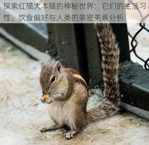 探索红猫大本猫的神秘世界:它们的生活习性、饮食偏好与人类的亲密关系分析