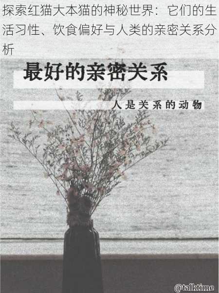 探索红猫大本猫的神秘世界:它们的生活习性、饮食偏好与人类的亲密关系分析