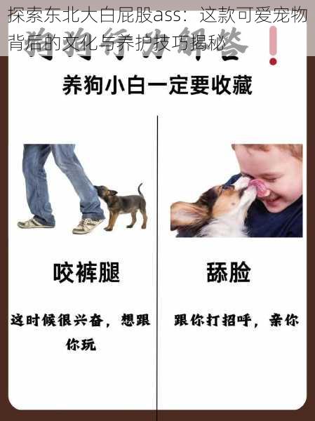 探索东北大白屁股ass:这款可爱宠物背后的文化与养护技巧揭秘