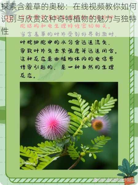 探索含羞草的奥秘:在线视频教你如何识别与欣赏这种奇特植物的魅力与独特性