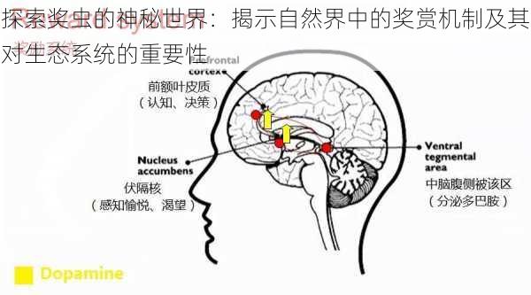 探索奖虫的神秘世界:揭示自然界中的奖赏机制及其对生态系统的重要性