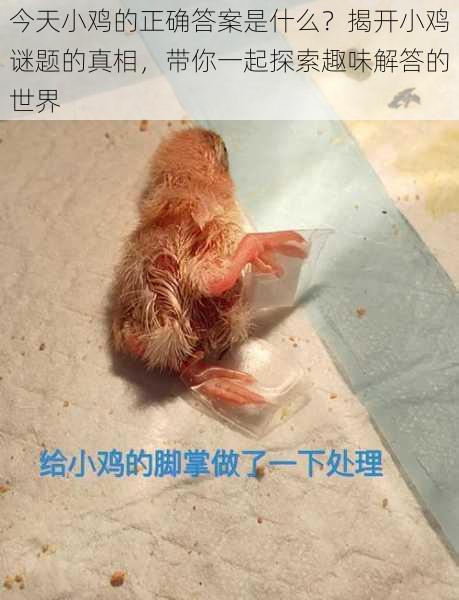 今天小鸡的正确答案是什么?揭开小鸡谜题的真相,带你一起探索趣味解答的世界